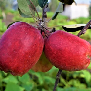 Wambugu Apples