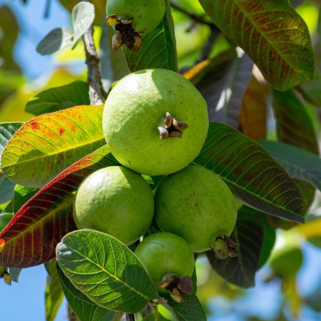 Wambugu-Apples-Seedlings-Guava