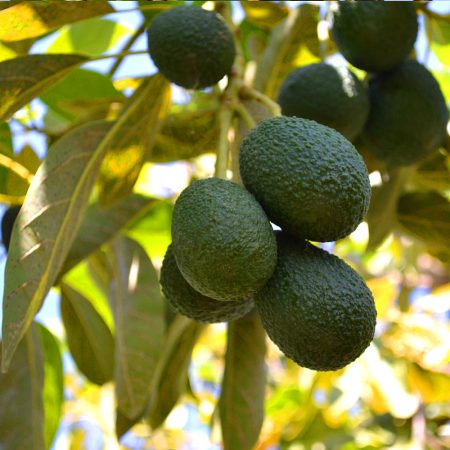 Wambugu-Apples-Seedlings-Hass-Avocado