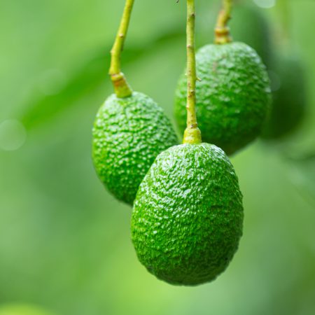 Wambugu-Apples-Seedlings-Hass-Avocado