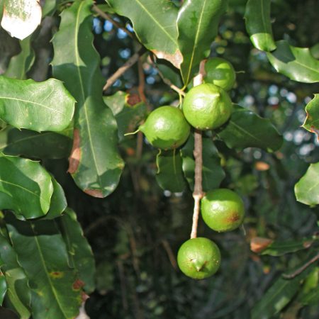 Wambugu-Apples-Seedlings-Macadamia-Nuts