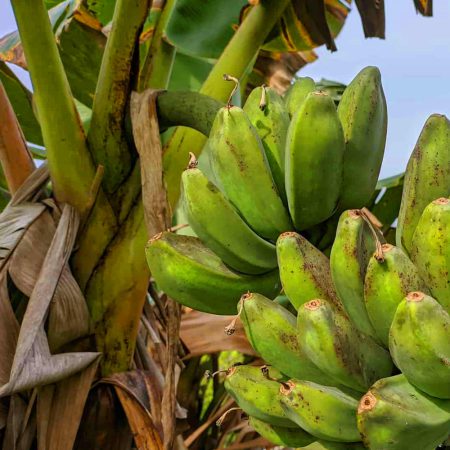 Wambugu-Apples-Seedlings-Plantain