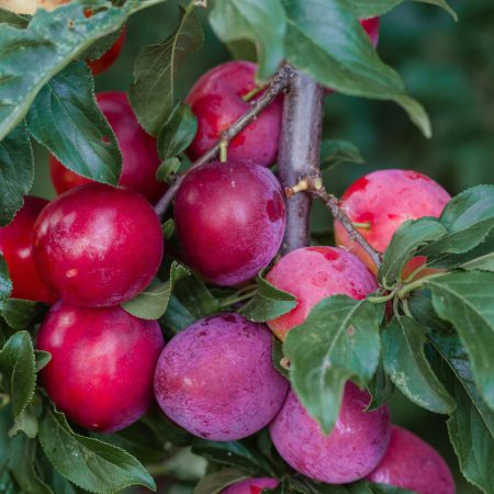 Wambugu-Apples-Seedlings-Plums