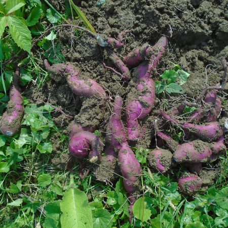 Wambugu-Apples-Seedlings-Sweet-Potato