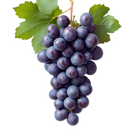 Wambugu-Apples-Seedlings-Grapes