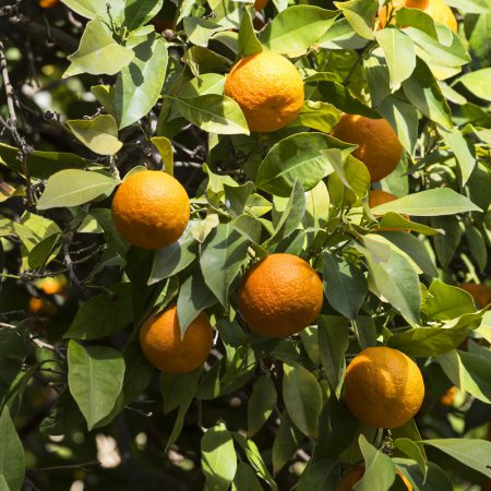 Wambugu-Apples-Seedlings-Oranges