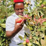 controlling aphids on wambugu apple trees