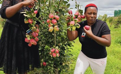 Guide to Launching Your Apple Orchard