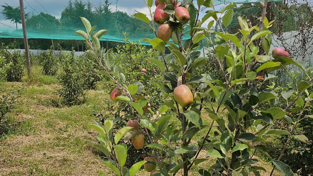 Wambugu apples for biotechnologies