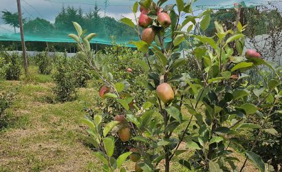 Wambugu apples for biotechnologies