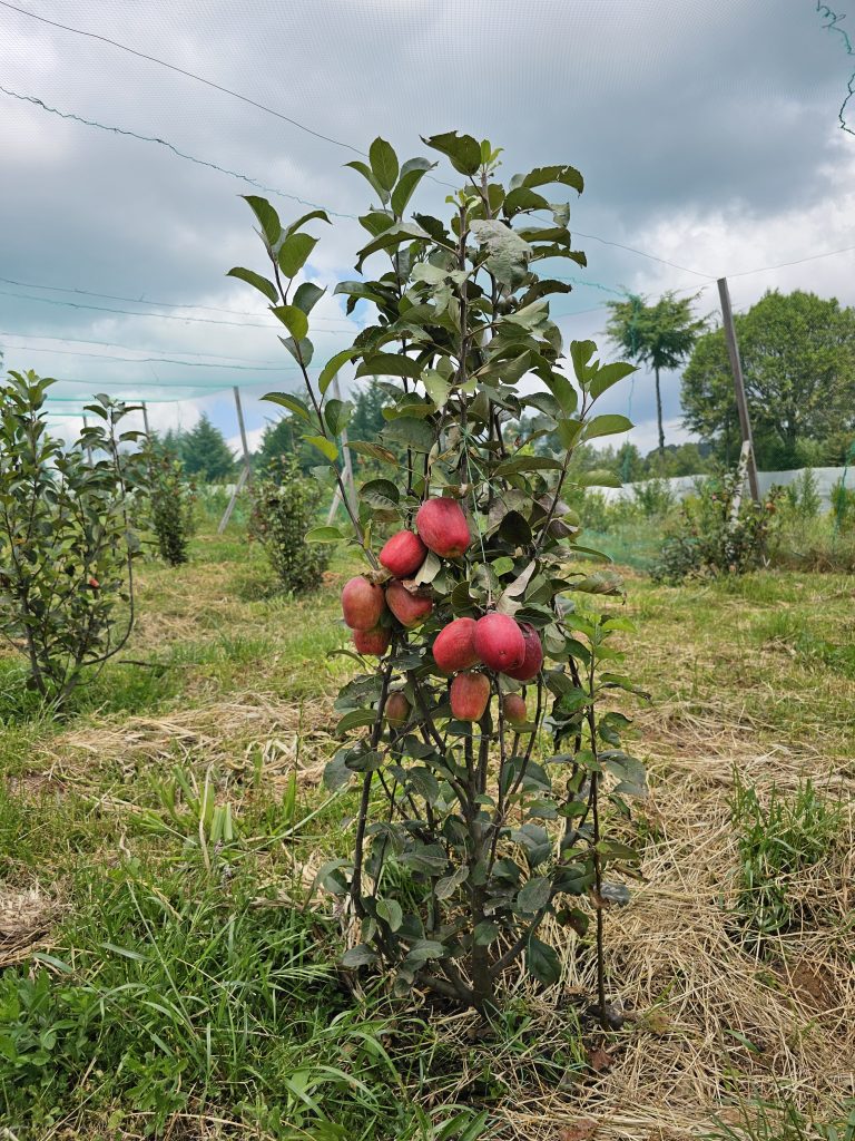 Solutions and challenges for  apple farming
