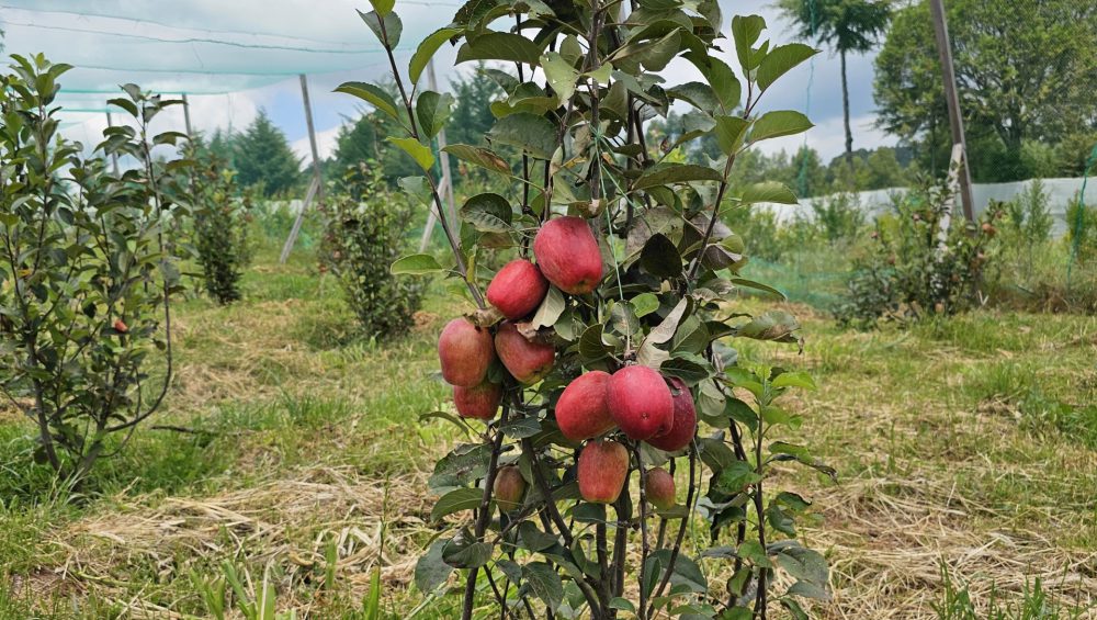 Solutions and challenges for apple farming