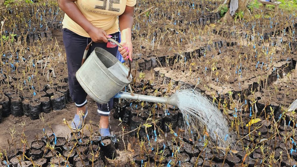 wambugu apple seedlings