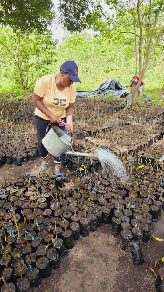 wambugu apple seedlings