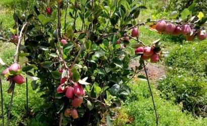 wambugu apple leaf analysis