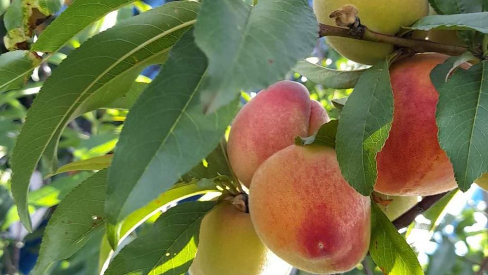 Apples in the Beverage Industry