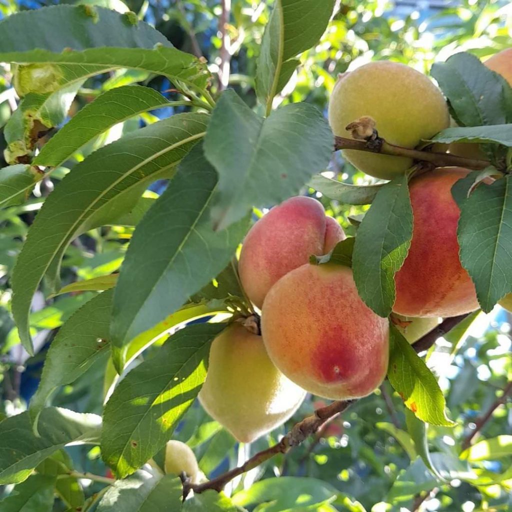 Apples in the Beverage Industry 
