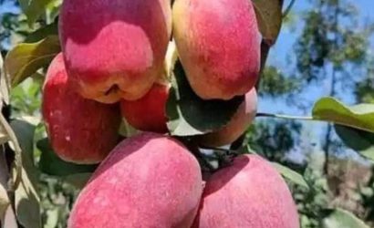 wambugu apples color psychology