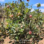 Apples wedding Celebrations
