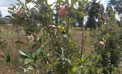 nanotechnology for apple cultivation