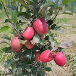 wambugu apple farming challenges