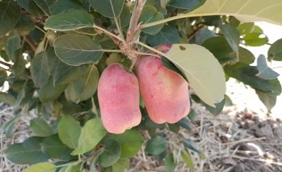 wambugu apple tree grafting