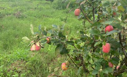Wambugu Apple Farming New Entrants