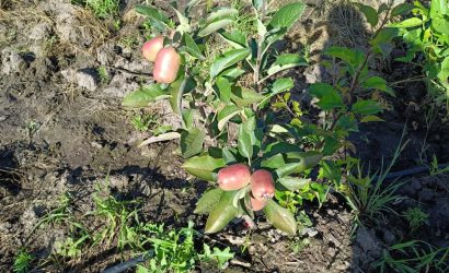 Wambugu apples sustainable travel