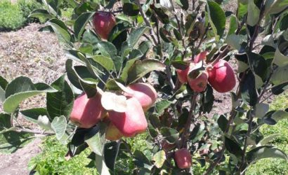 Wambugu apple farming guide