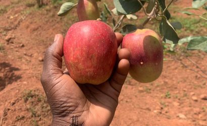 Wambugu apple disease resistance