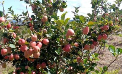 circular economy in apple farming