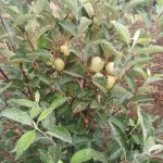 increase wambugu apple yield