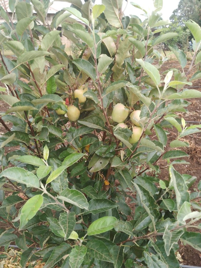 increase wambugu apple yield