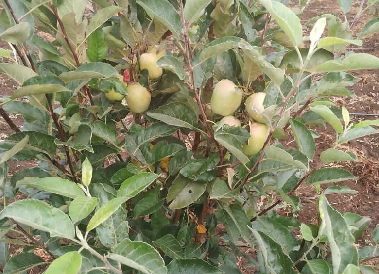 increase wambugu apple yield