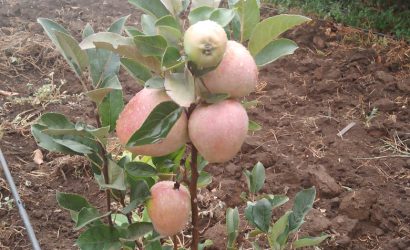 wambugu apples Sports and Games