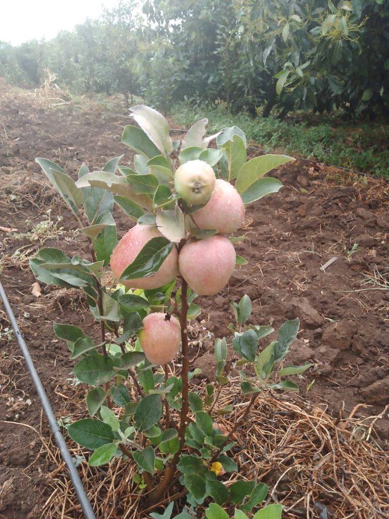 wambugu apples Sports and Games