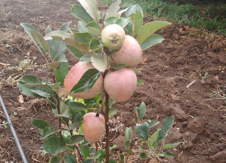 wambugu apples Sports and Games