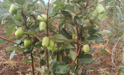 wambugu apple tree fertilizer requirements