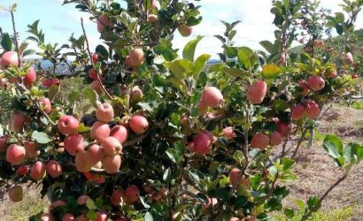 artisanal soap with wambugu apples