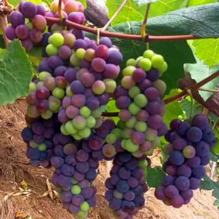 Wambugu-Apples-Seedlings-Grapes