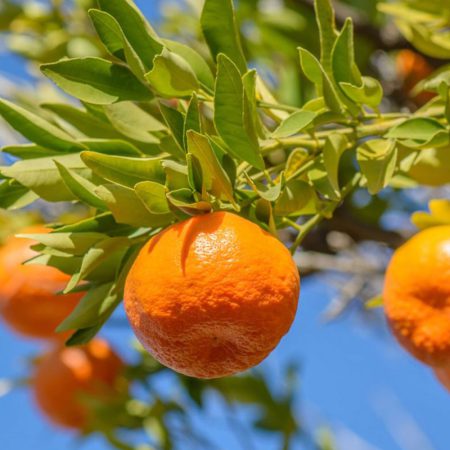 Wambugu-Apples-Seedlings-Naartjies