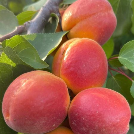 Wambugu-Apples-Peach-Seedling