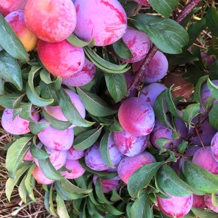 Wambugu-Apples-Peach-Seedling